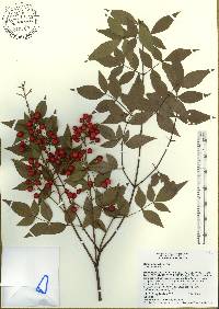 Nandina domestica image