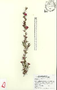 Leptospermum scoparium image