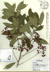 Ardisia crenata image