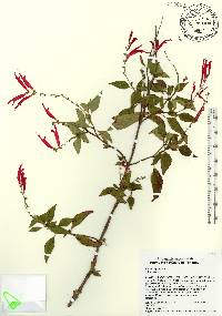 Salvia elegans image