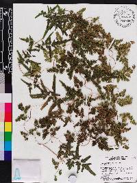 Lygodium japonicum image