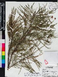 Taxodium ascendens image