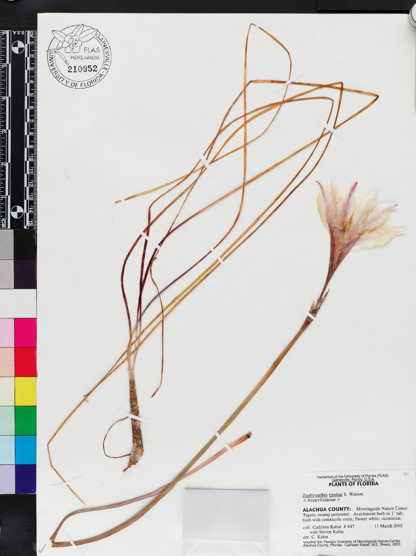 Zephyranthes treatiae image