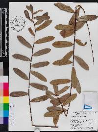 Asimina reticulata image