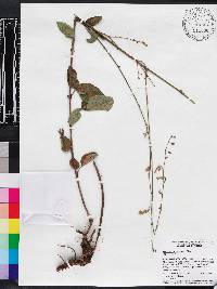 Desmodium floridanum image