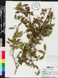 Ditrysinia fruticosa image
