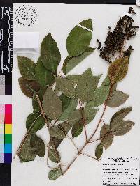 Ligustrum lucidum image