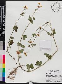 Bidens alba image