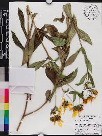 Bidens laevis image