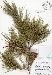 Pinus glabra image