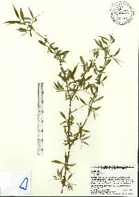 Salix babylonica image