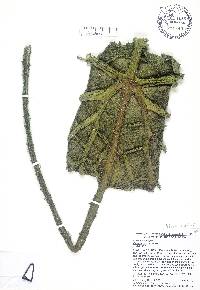 Image of Victoria cruziana