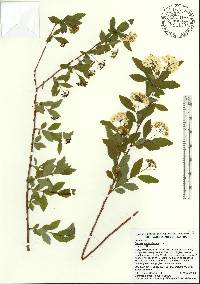 Spiraea cantoniensis image