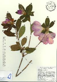 Rhododendron simsii image