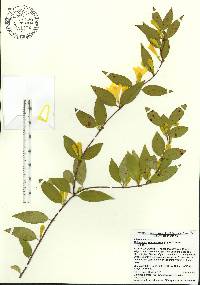 Gelsemium sempervirens image