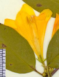 Gelsemium sempervirens image