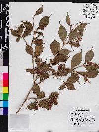 Blakea anomala image