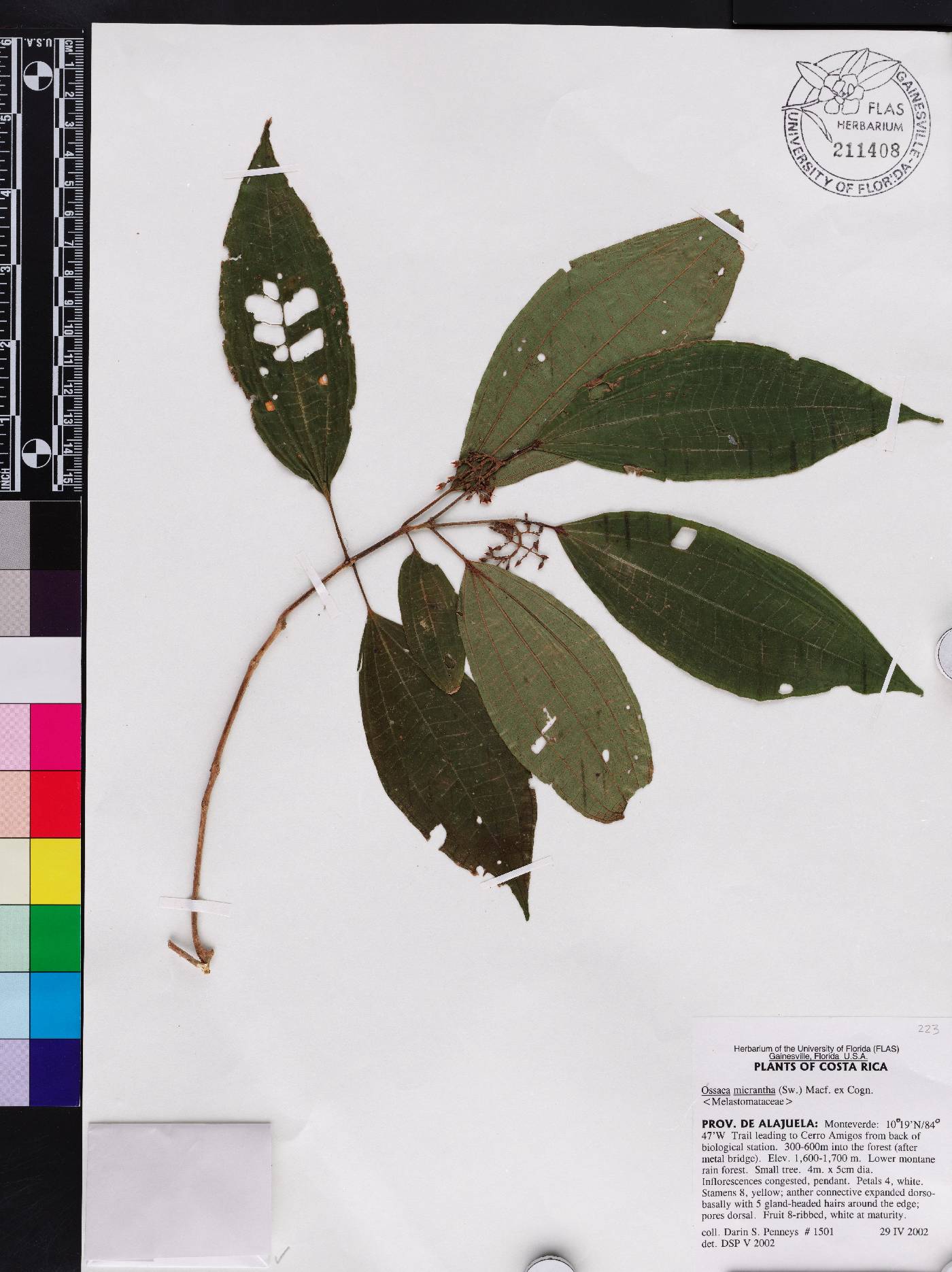 Miconia rubescens image