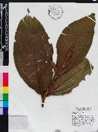 Miconia conorufescens image