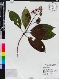 Miconia rhodopetala image