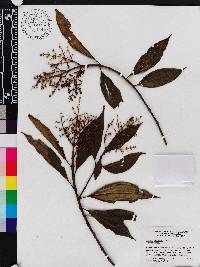 Miconia brevitheca image