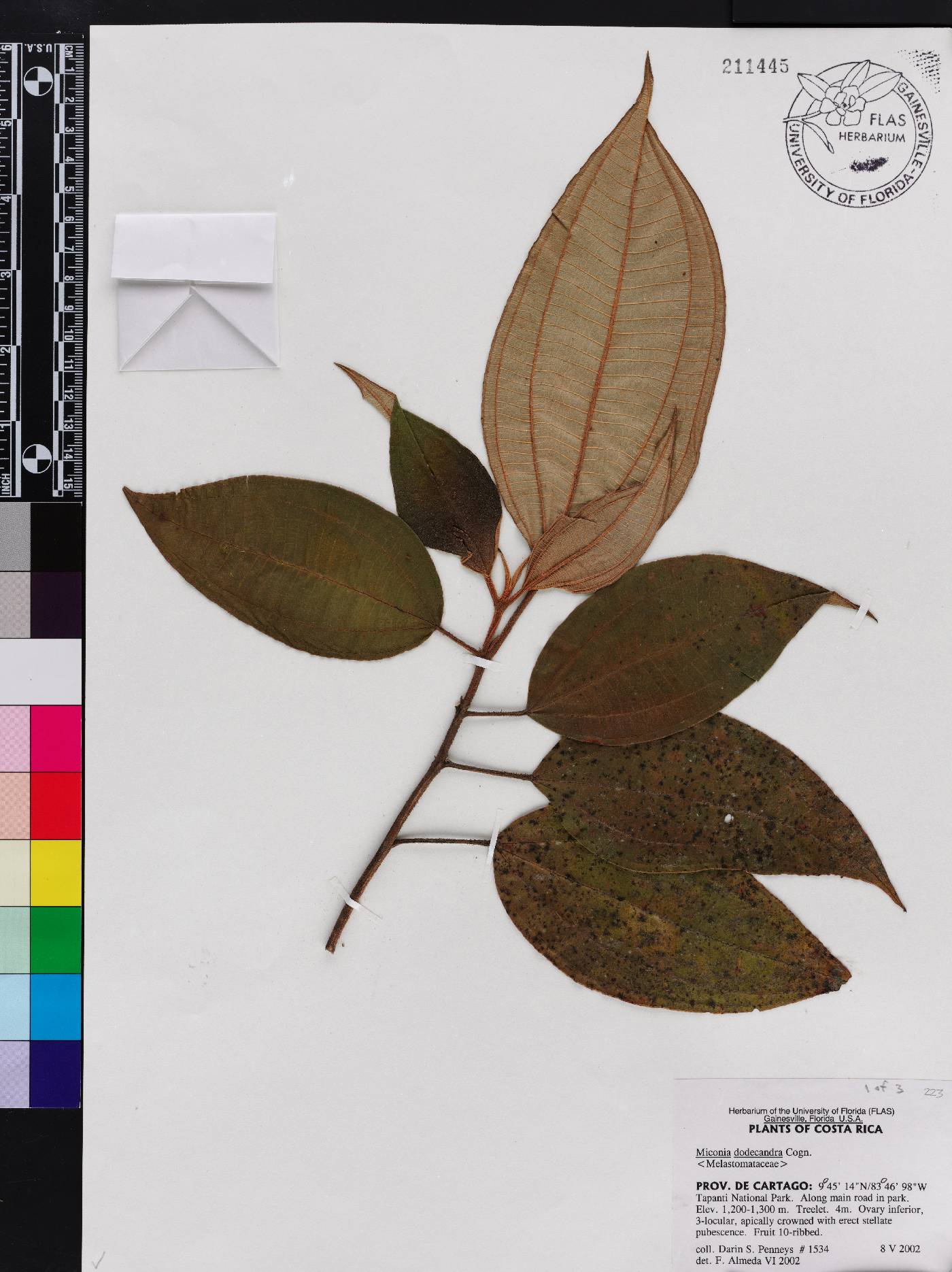 Miconia dodecandra image