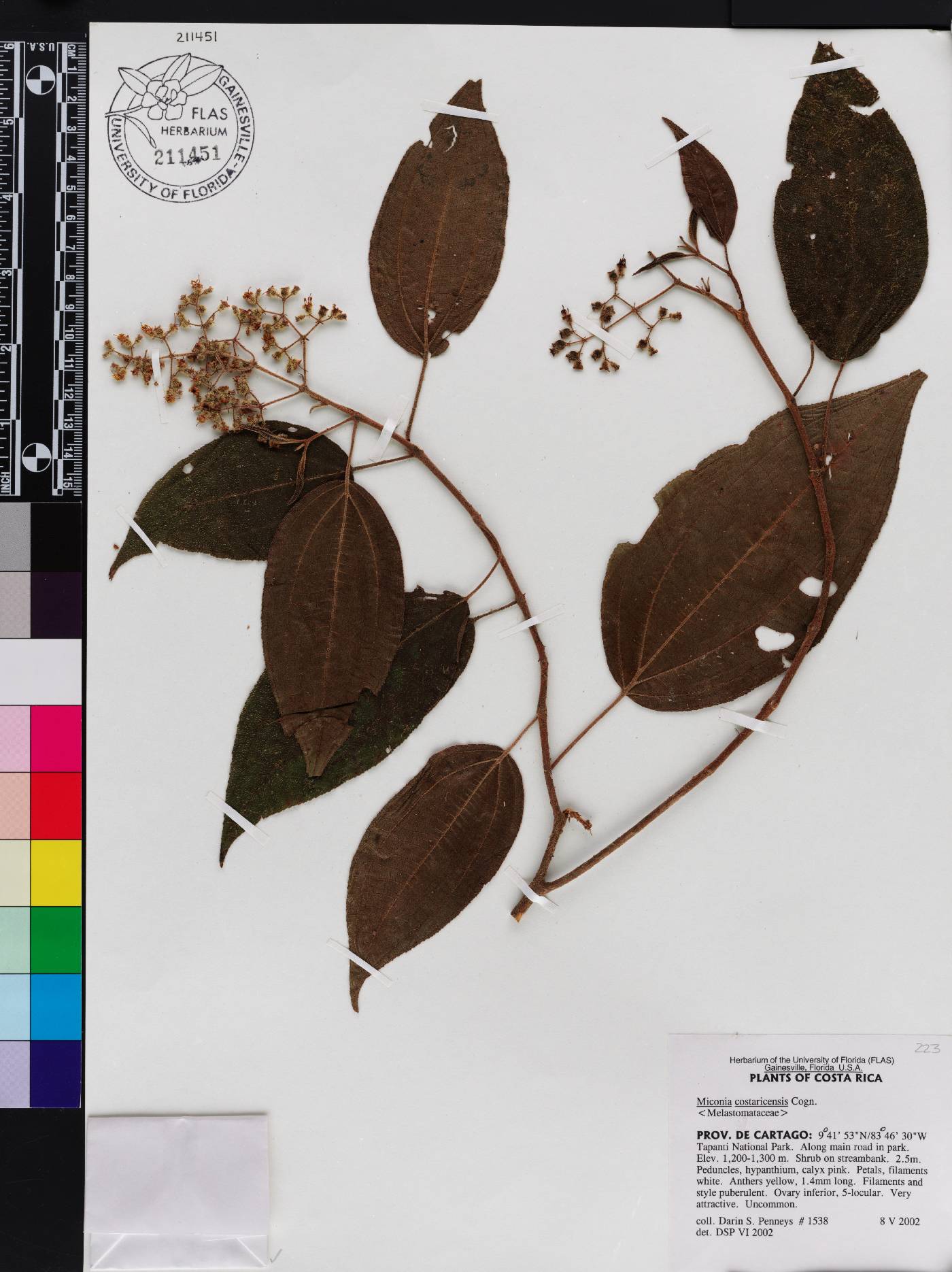 Miconia costaricensis image