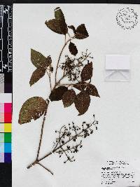 Miconia melanodesma image