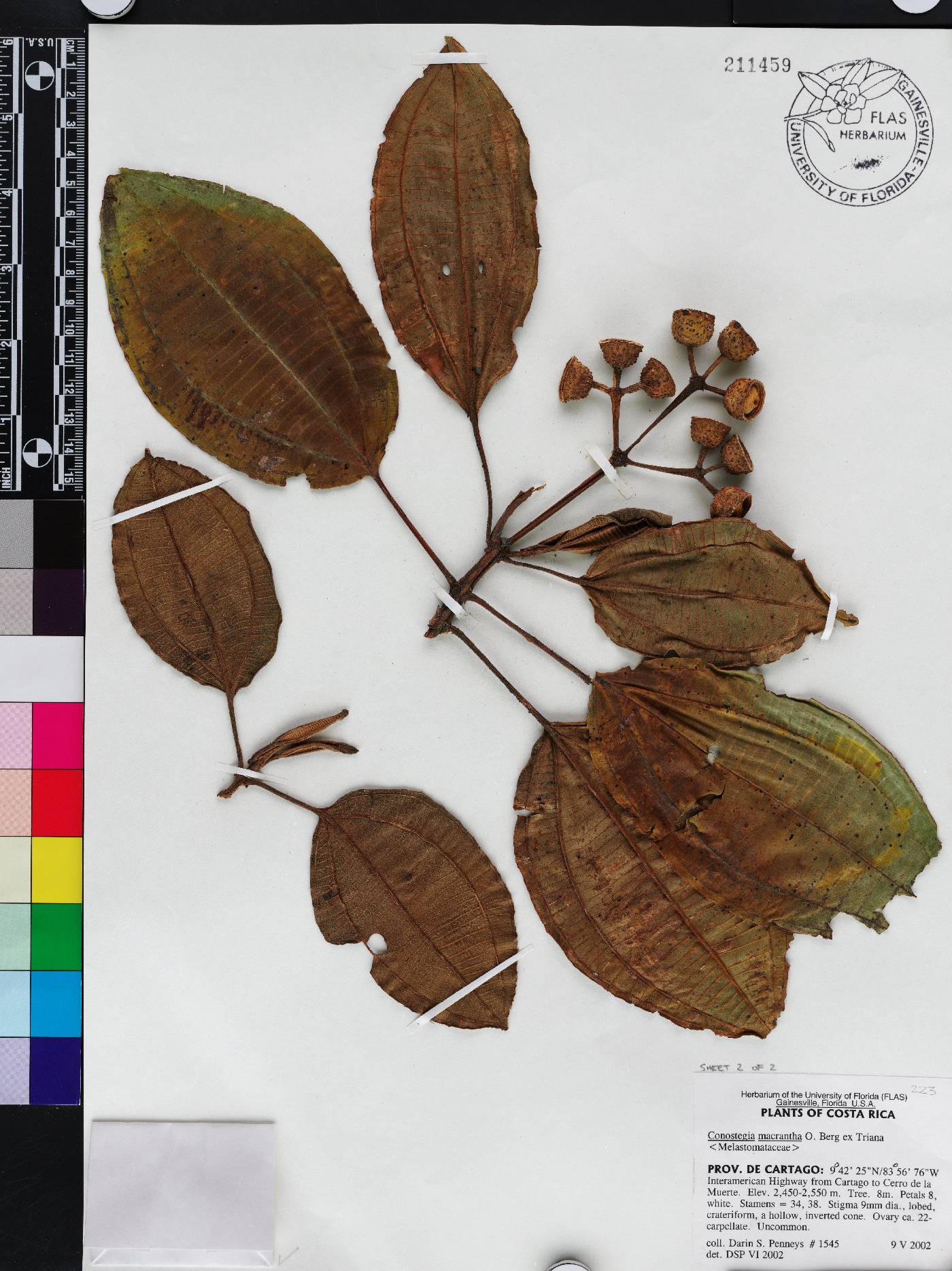 Miconia conomacrantha image