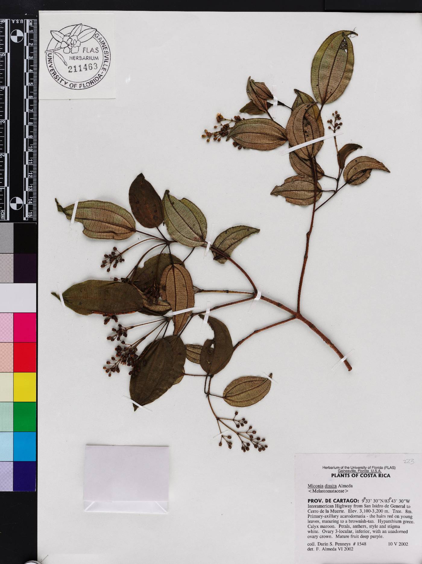 Miconia dissita image