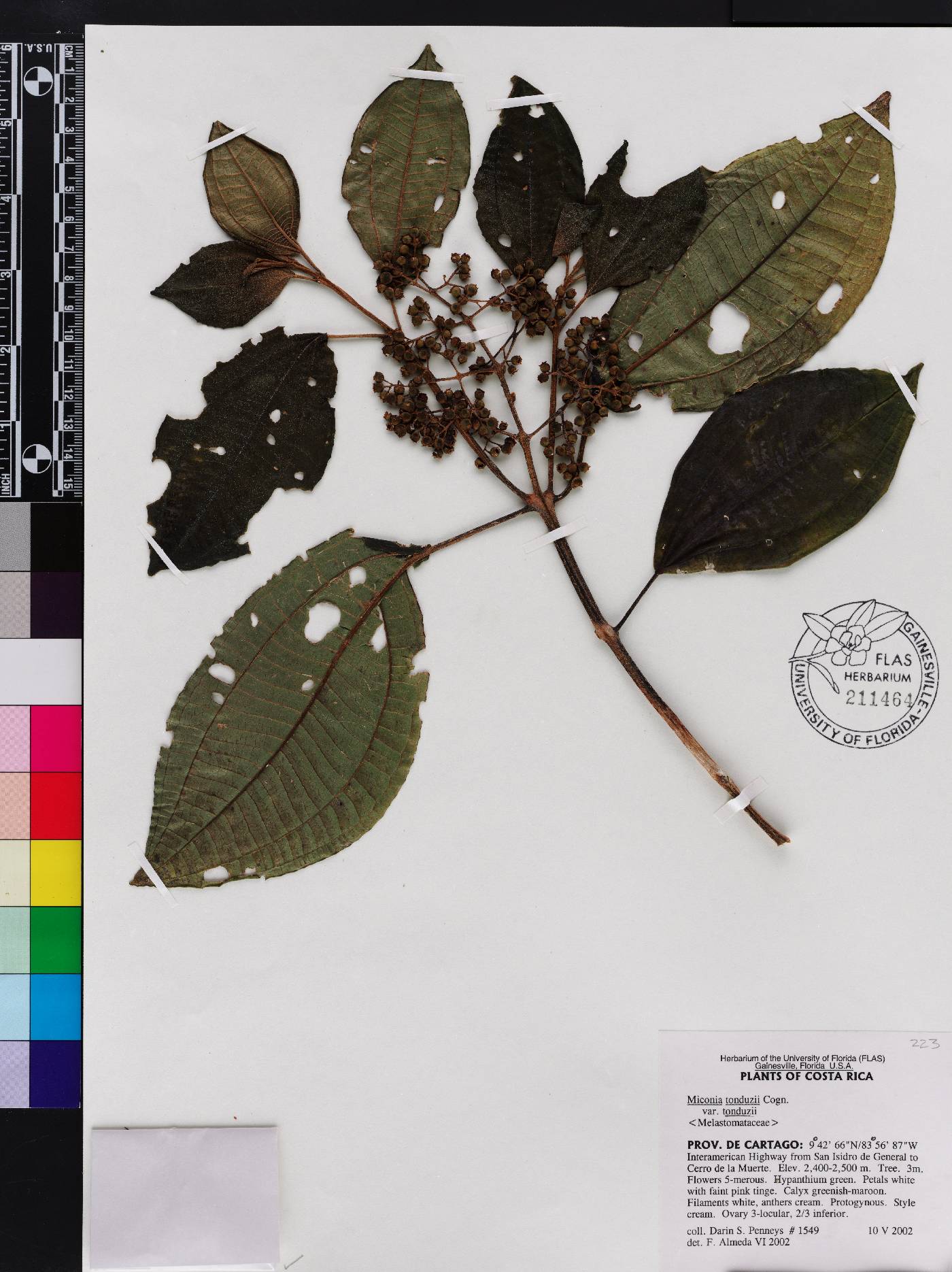 Miconia tonduzii var. tonduzii image