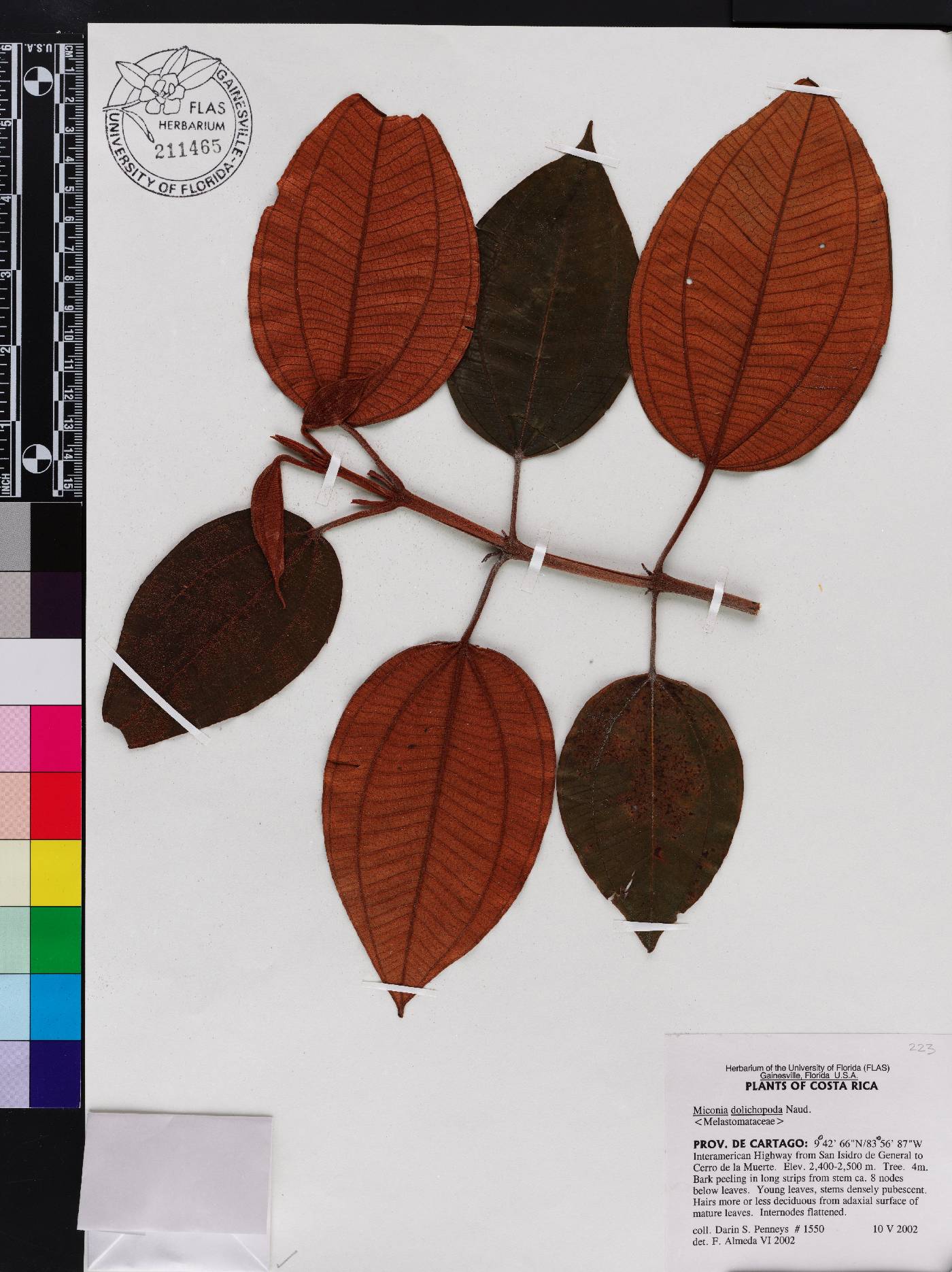 Miconia dolichopoda image