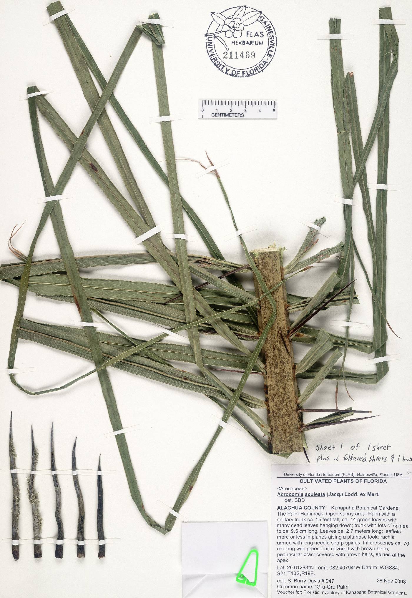 Acrocomia aculeata image