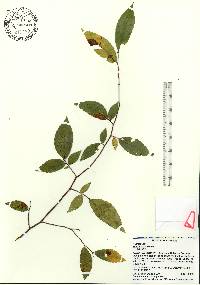 Ulmus alata image