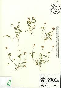 Trifolium carolinianum image