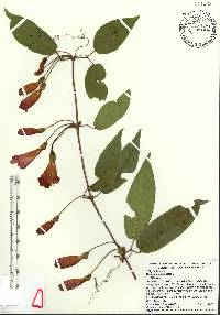 Bignonia capreolata image