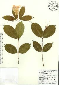 Image of Bignonia callistegioides