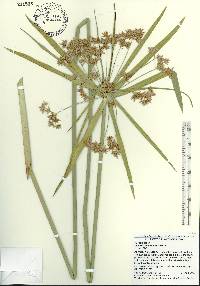 Cyperus involucratus image