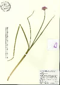 Allium schoenoprasum image