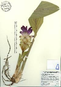 Curcuma zedoaria image