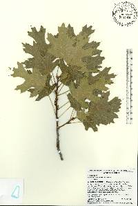 Quercus shumardii image