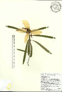 Asimina angustifolia image