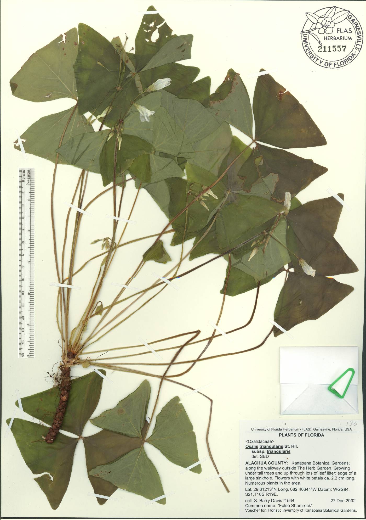 Oxalis triangularis subsp. triangularis image