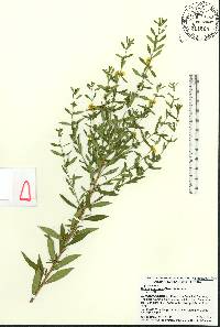 Heimia myrtifolia image