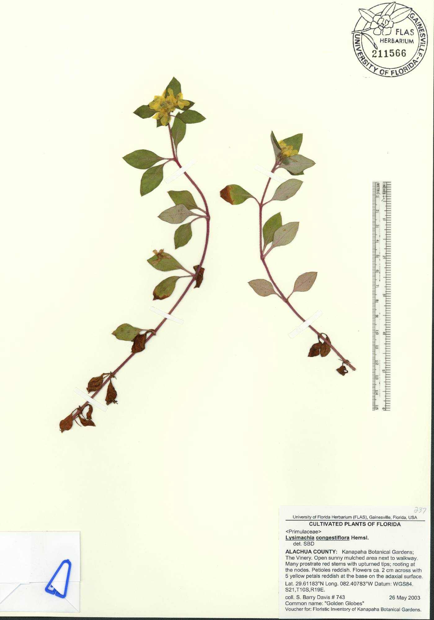 Lysimachia congestiflora image