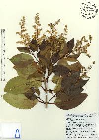 Ligustrum lucidum image