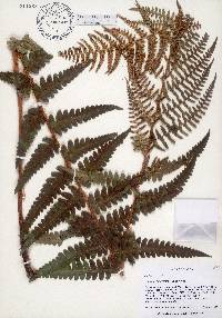 Dryopteris ludoviciana image