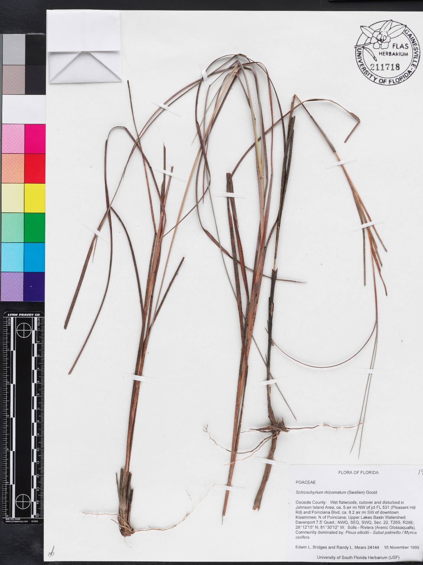 Schizachyrium rhizomatum image