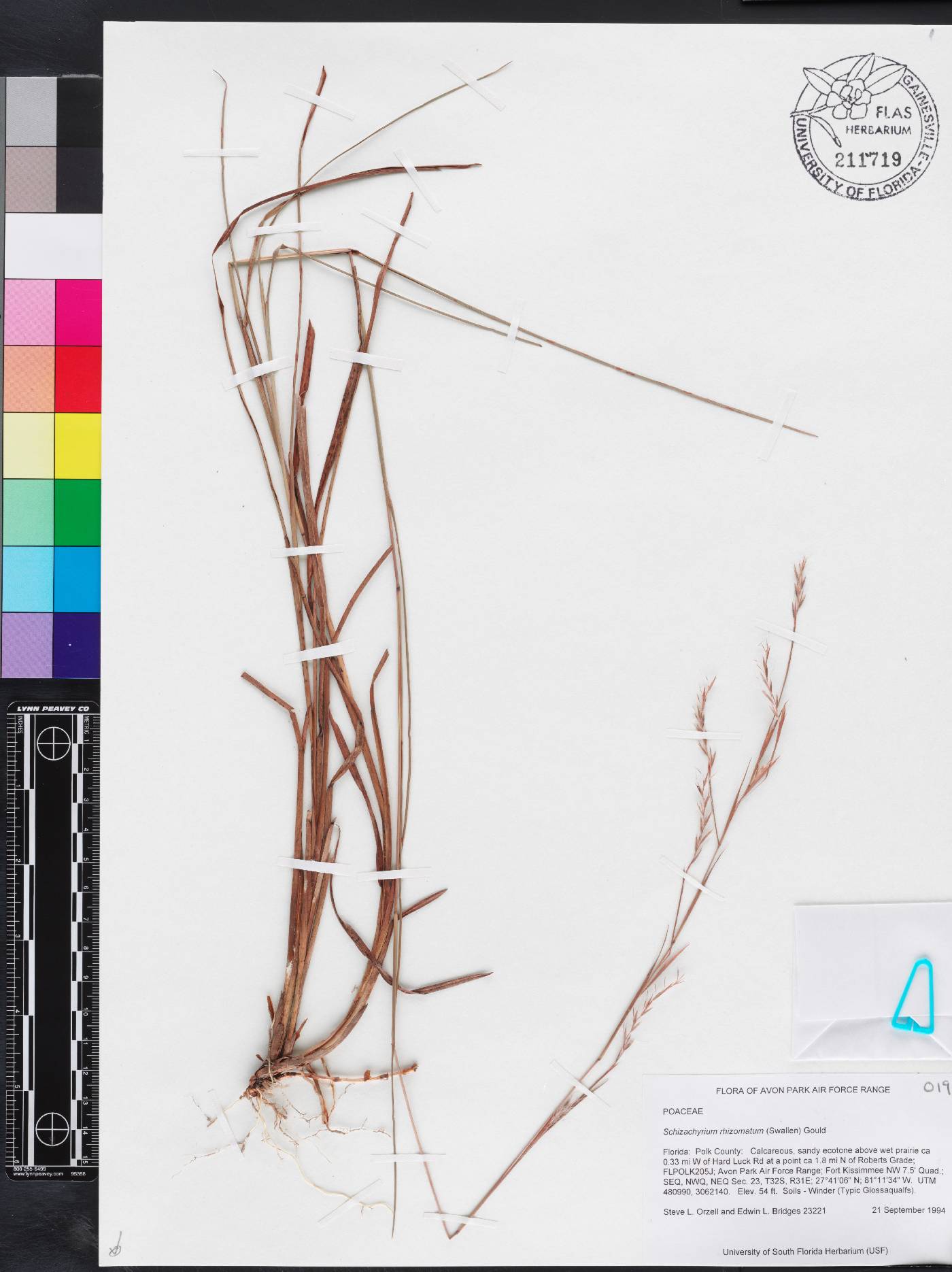 Schizachyrium rhizomatum image