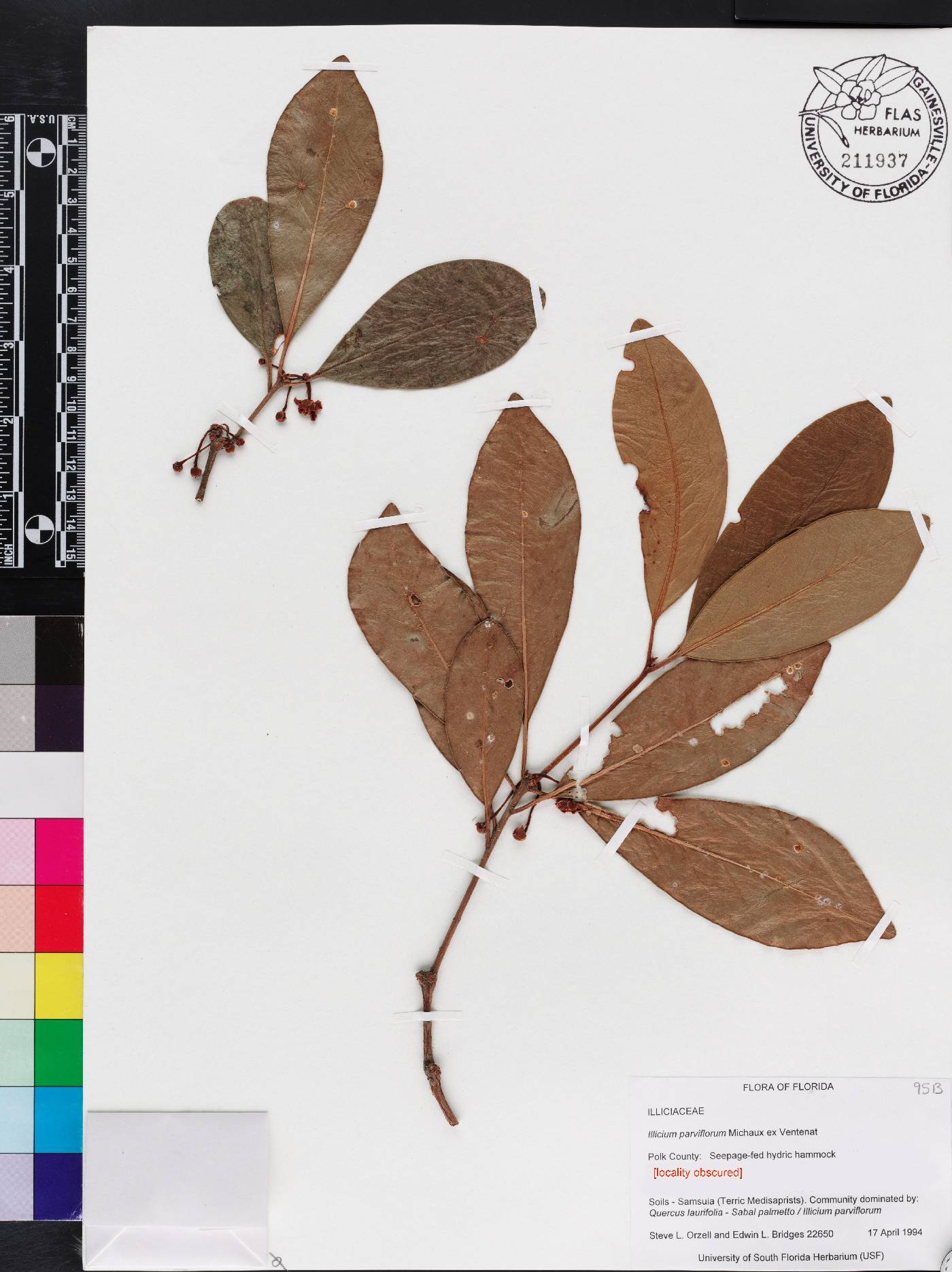 Illicium parviflorum image